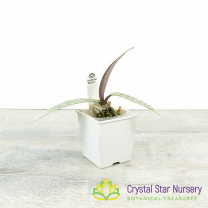 Phalaenopsis Schilleriana (#1)