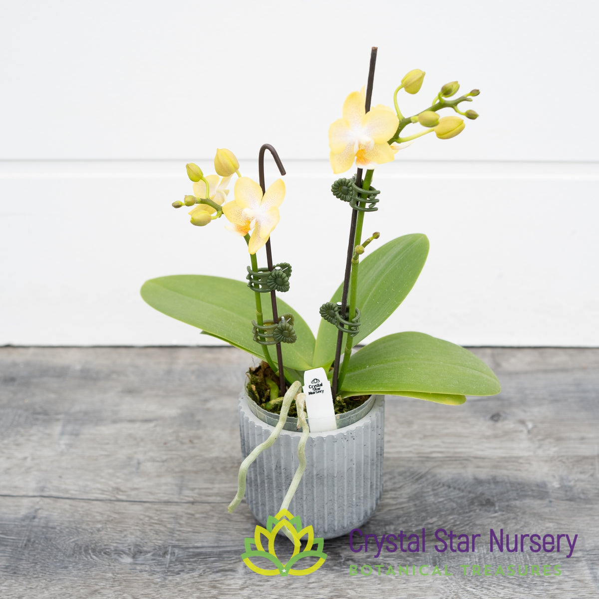 Phalaenopsis Sogo Kooper X P. Liu’s Twilight Rainbow (KC80383/Y01)