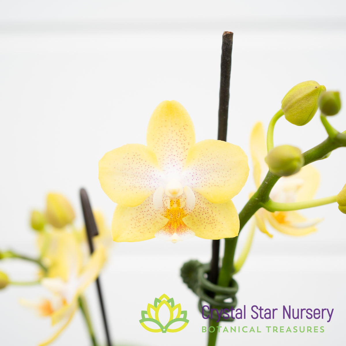 Phalaenopsis Sogo Kooper X P. Liu’s Twilight Rainbow (KC80383/Y01)
