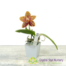 Phalaenopsis Sogo Pony (#13)