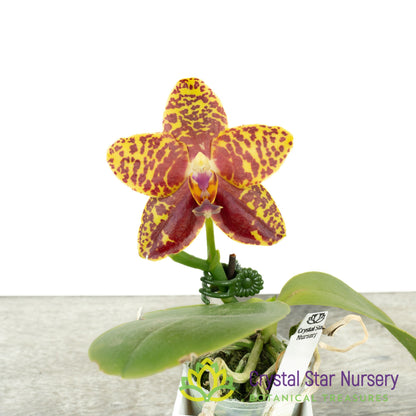 Phalaenopsis Sogo Pony (#13)