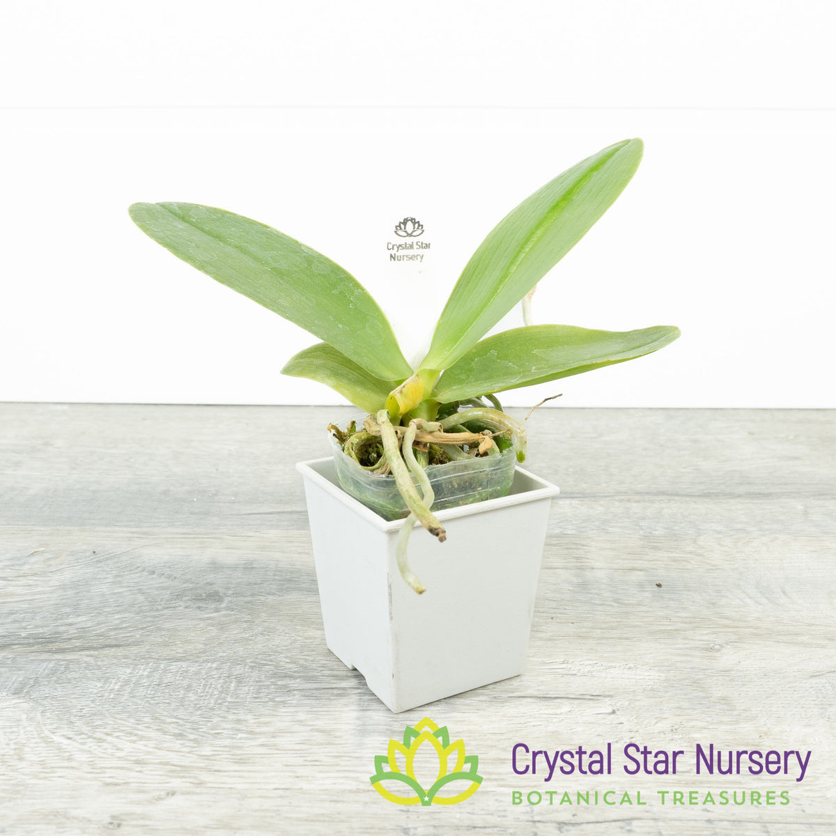 Phalaenopsis Sogo Pony (#13)