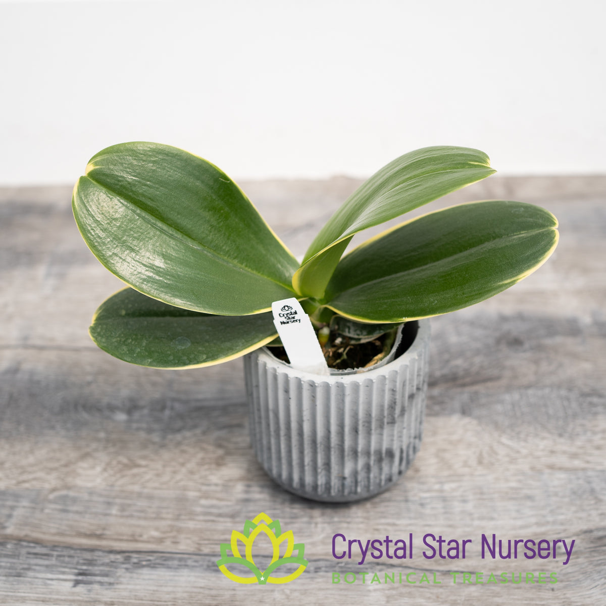Phalaenopsis Sogo Vieker &#39;Golden Monkey&#39; Variegata (B3)