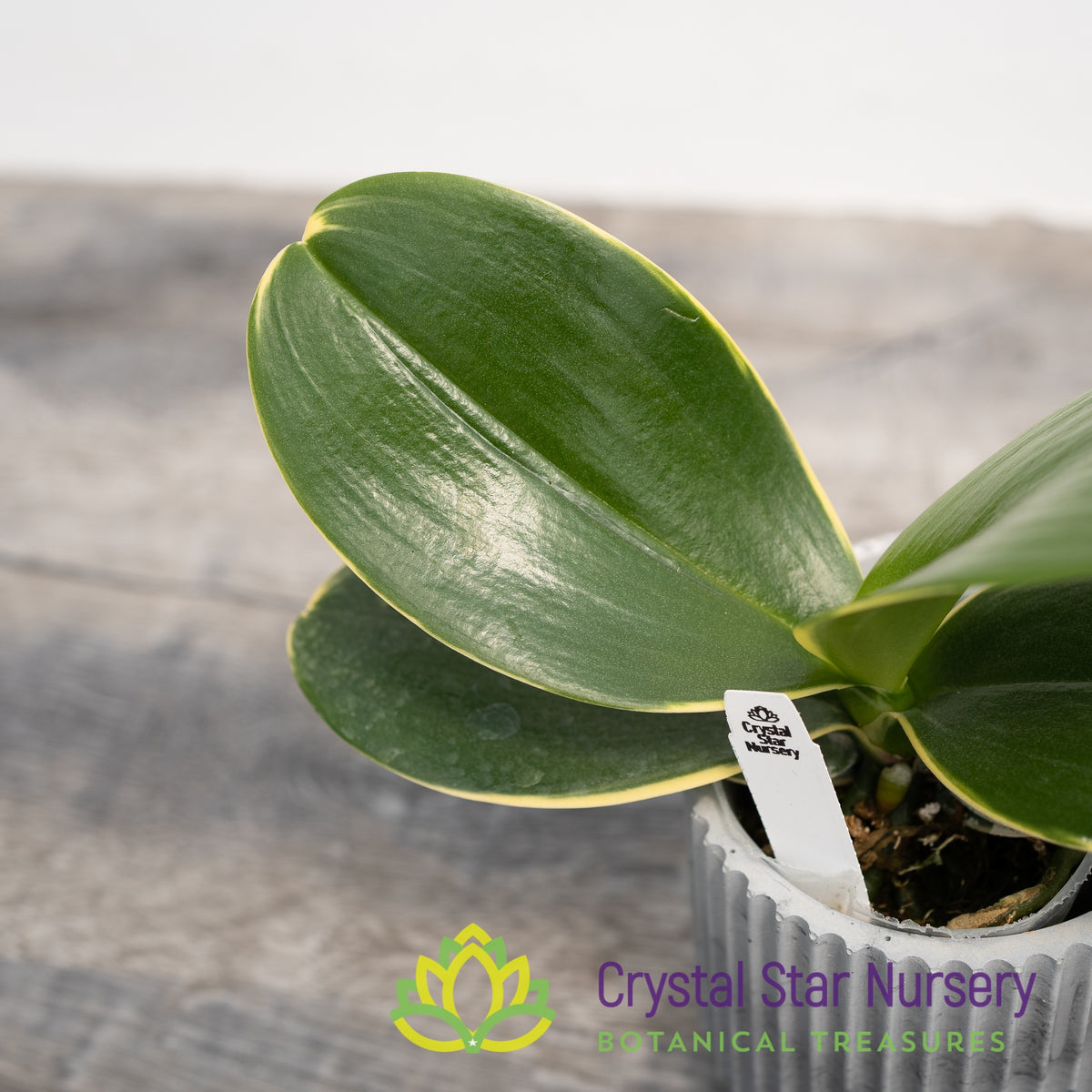 Phalaenopsis Sogo Vieker &#39;Golden Monkey&#39; Variegata (B3)