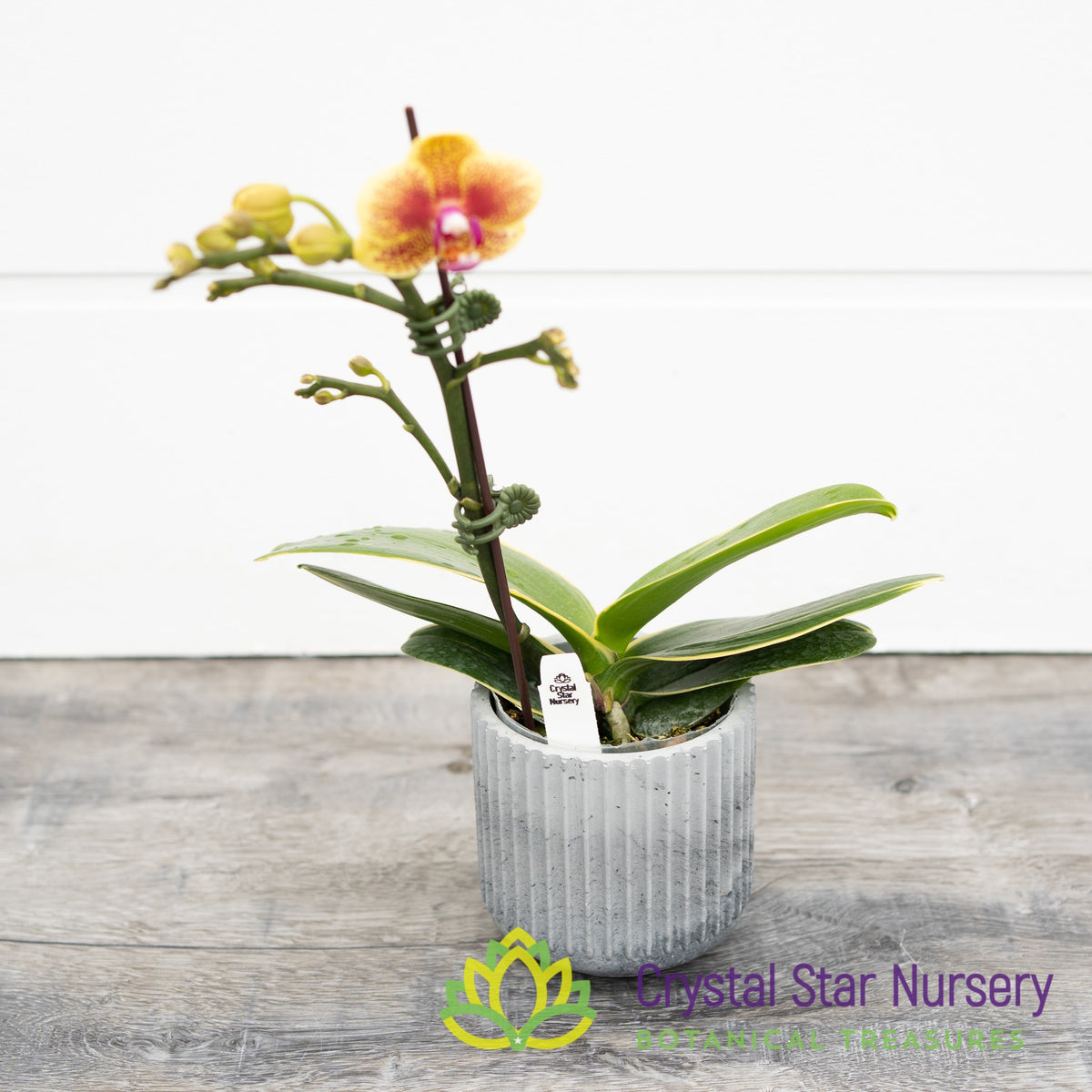 Phalaenopsis Sogo Vieker &#39;Golden Monkey&#39; Variegata (B3)
