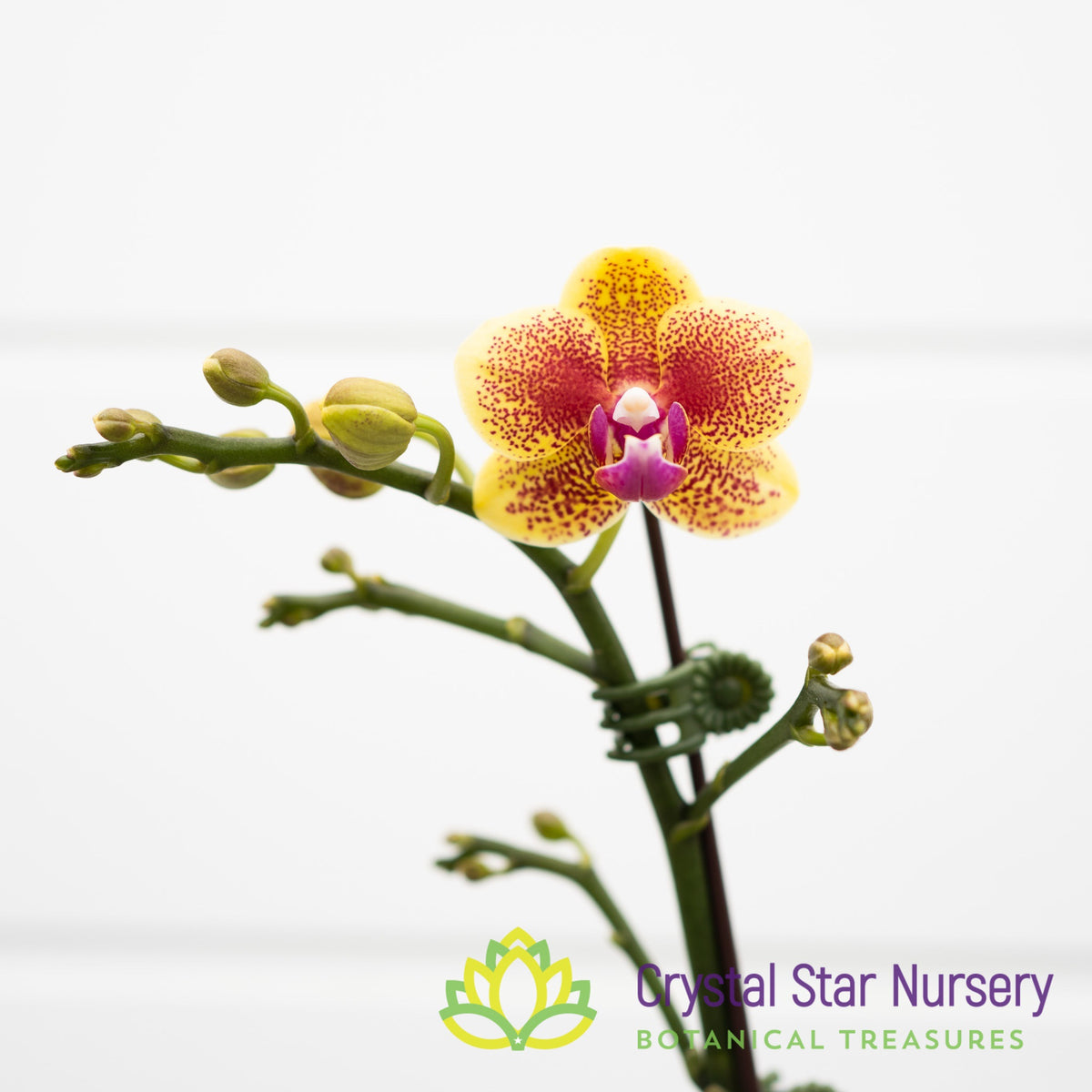 Phalaenopsis Sogo Vieker &#39;Golden Monkey&#39; Variegata (B3)
