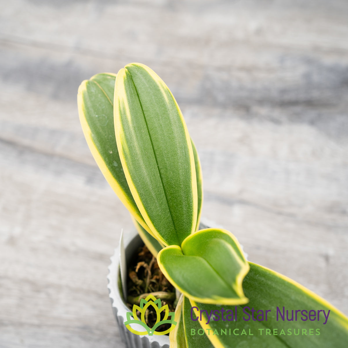 Phalaenopsis Sogo Yenlin ‘Coffee’ variegated