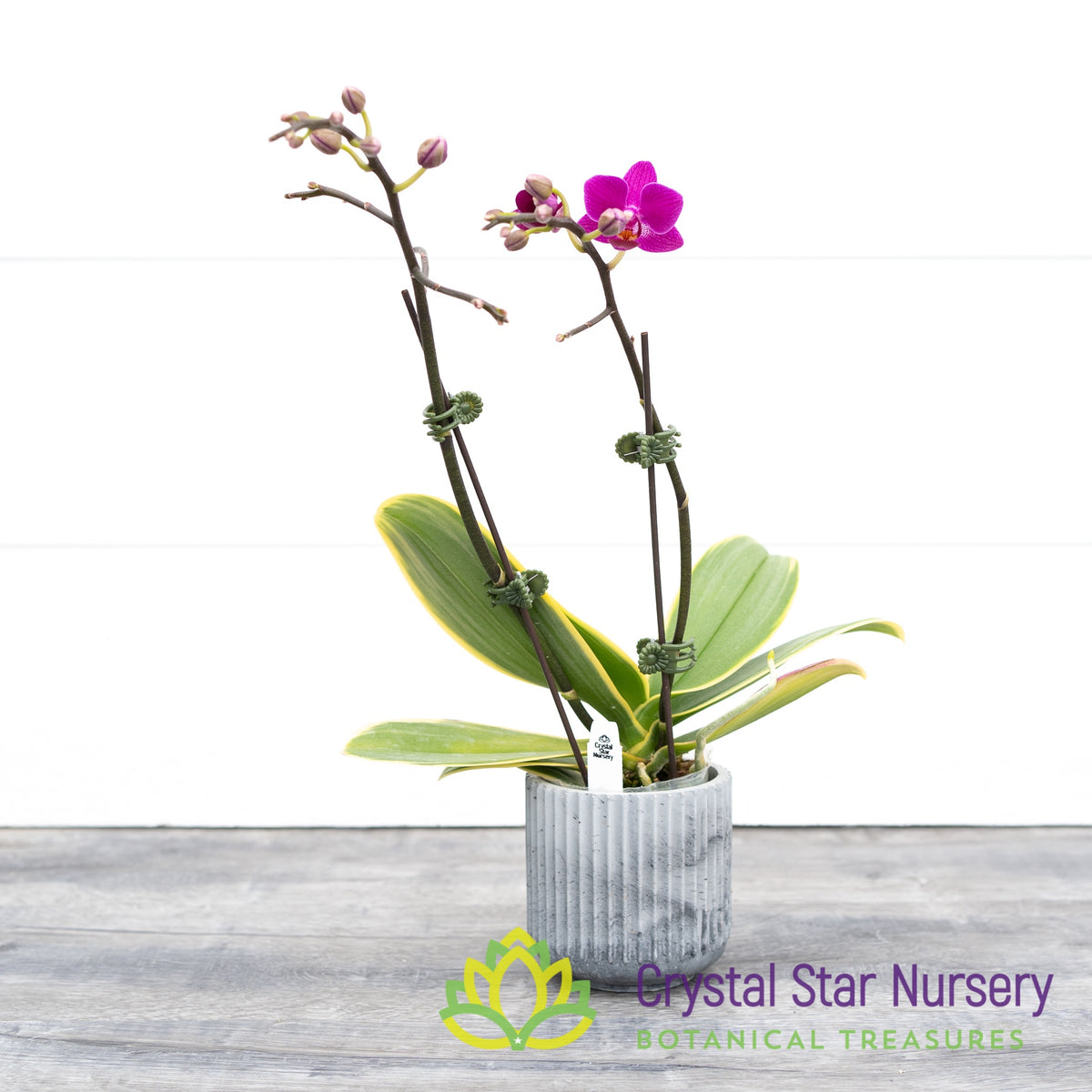 Phalaenopsis Sogo Yenlin ‘Coffee’ variegated