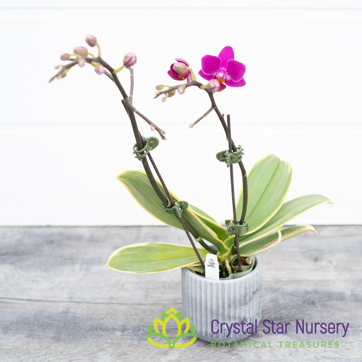 Phalaenopsis Sogo Yenlin ‘Coffee’ variegated