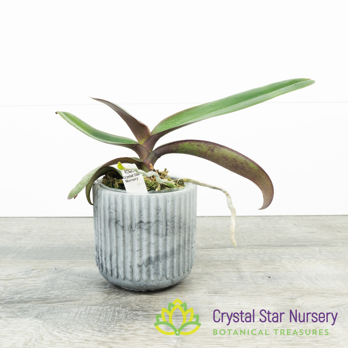 Phalaenopsis Stuartiana var Nobilis &#39;HY&#39;