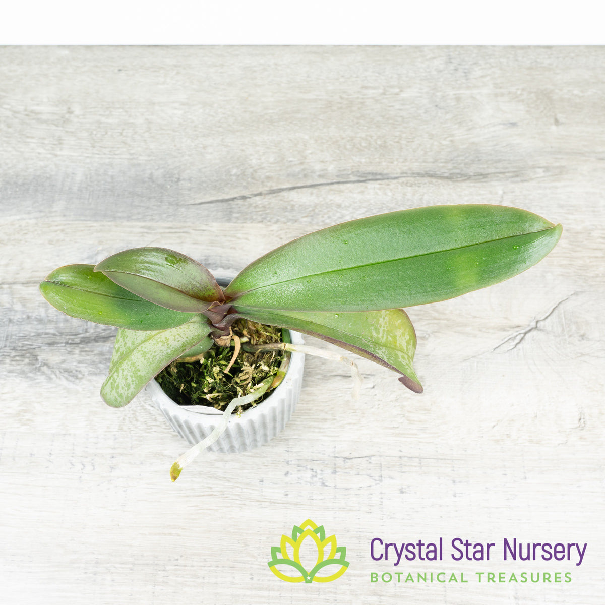 Phalaenopsis Stuartiana var Nobilis &#39;HY&#39;