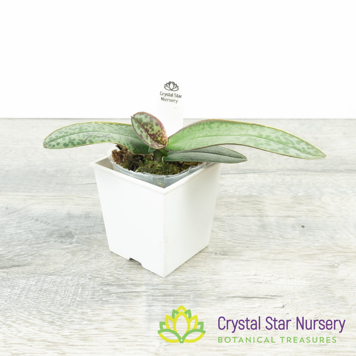 Phalaenopsis Stuartiana x sib (MH-72)