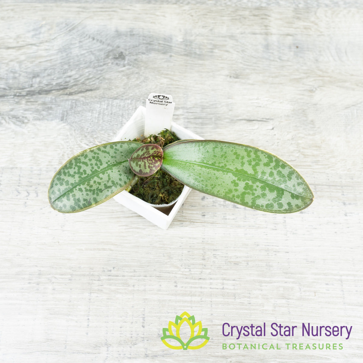 Phalaenopsis Stuartiana x sib (MH-72)