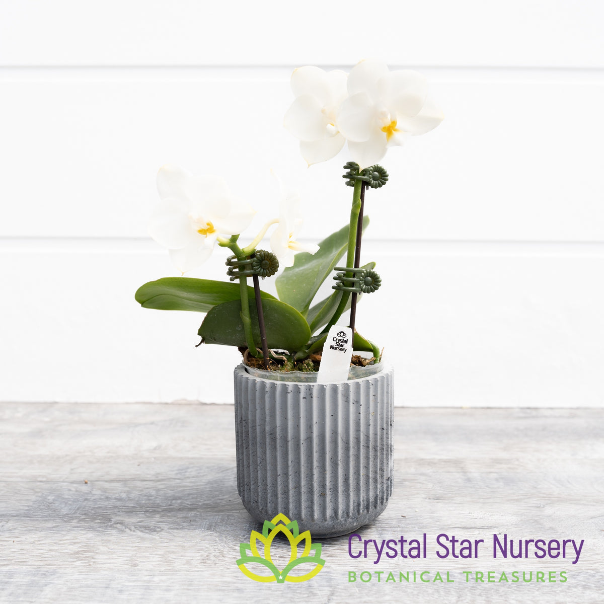 Phalaenopsis Tristar Snow Princess (K132)