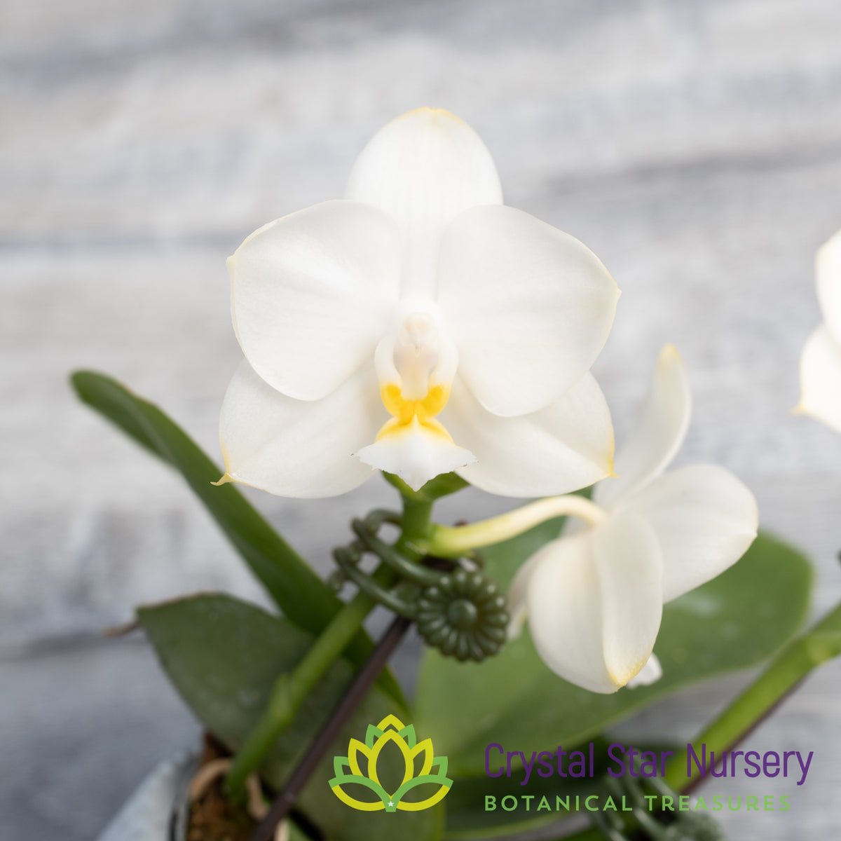 Phalaenopsis Tristar Snow Princess (K132)