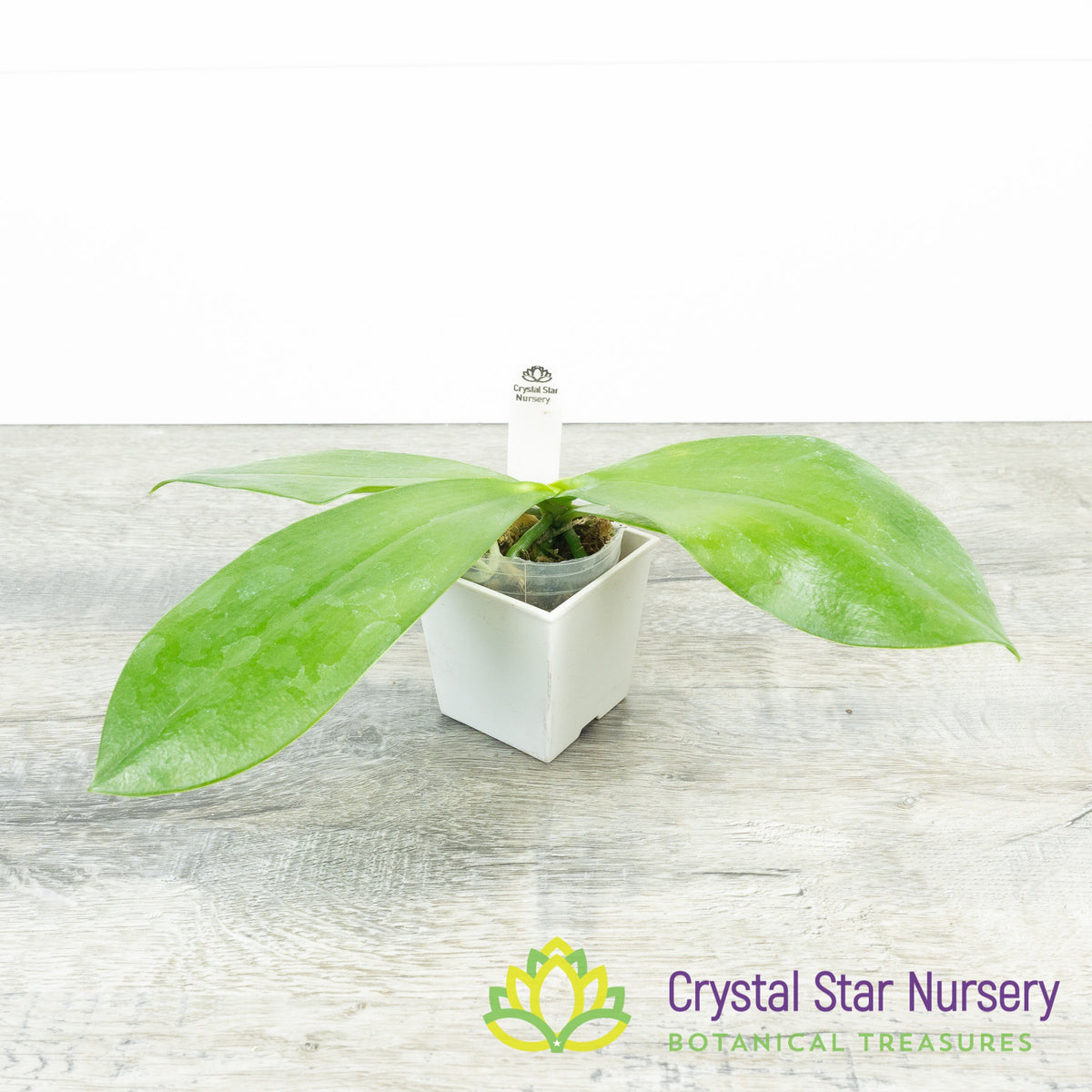 Phalaenopsis Tying Shin Fly Eagle (MHP-024)