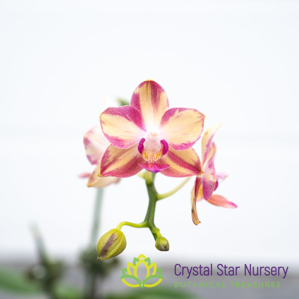 Phalaenopsis Tying Shin Smart (splash) (B8)