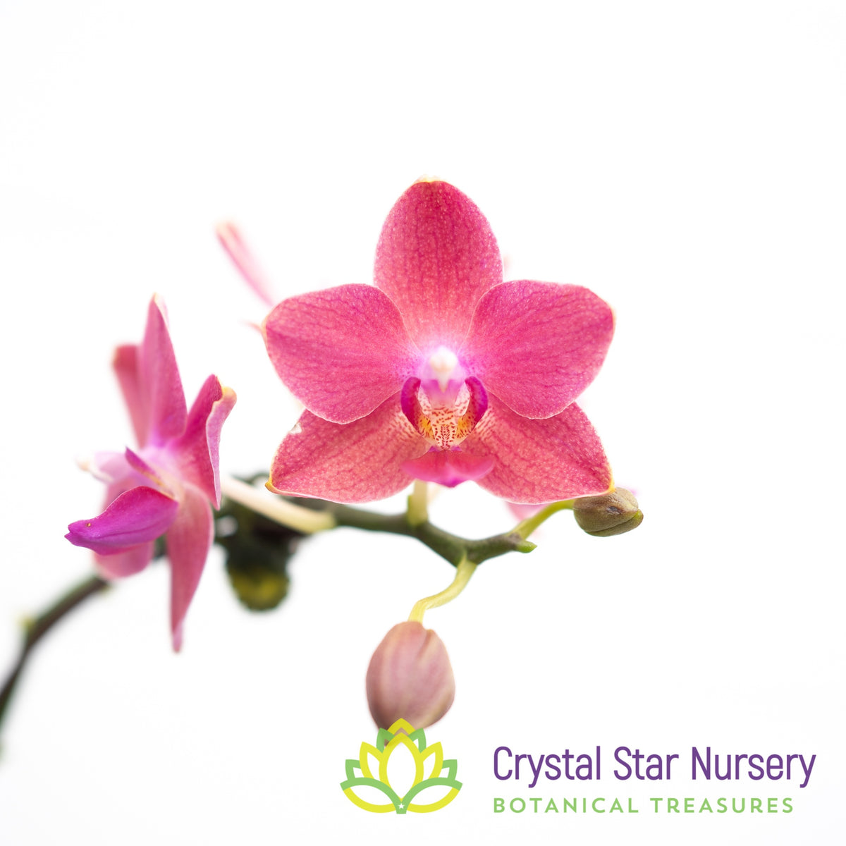 Phalaenopsis Tying Shin Smart (B8)