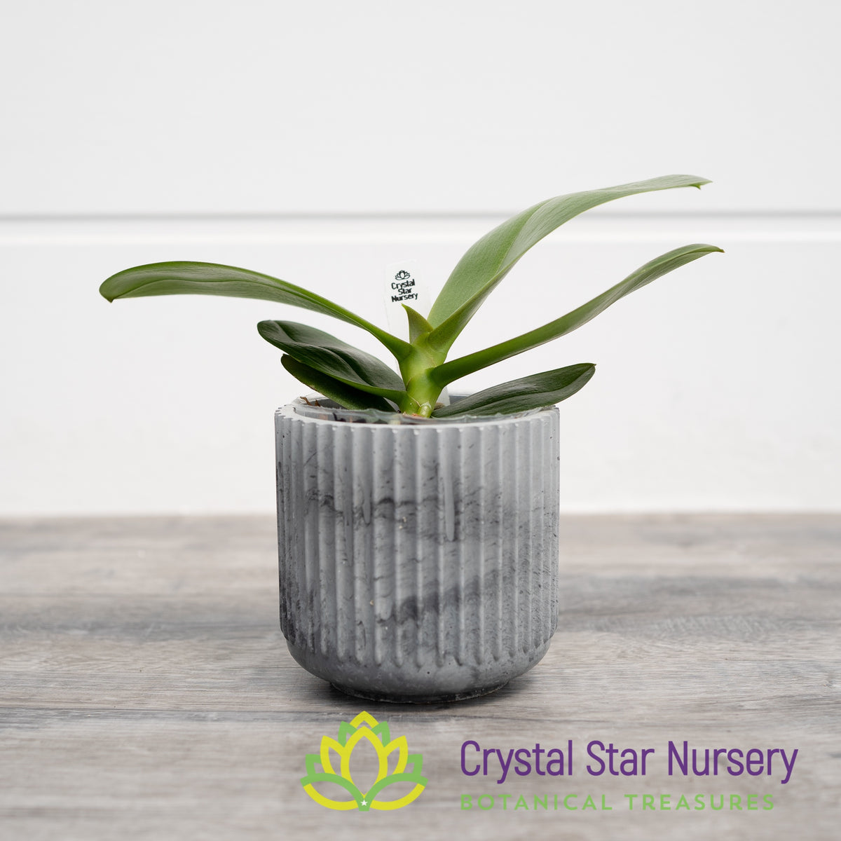 Phalaenopsis Tying Shin Smart (peloric) (B8)