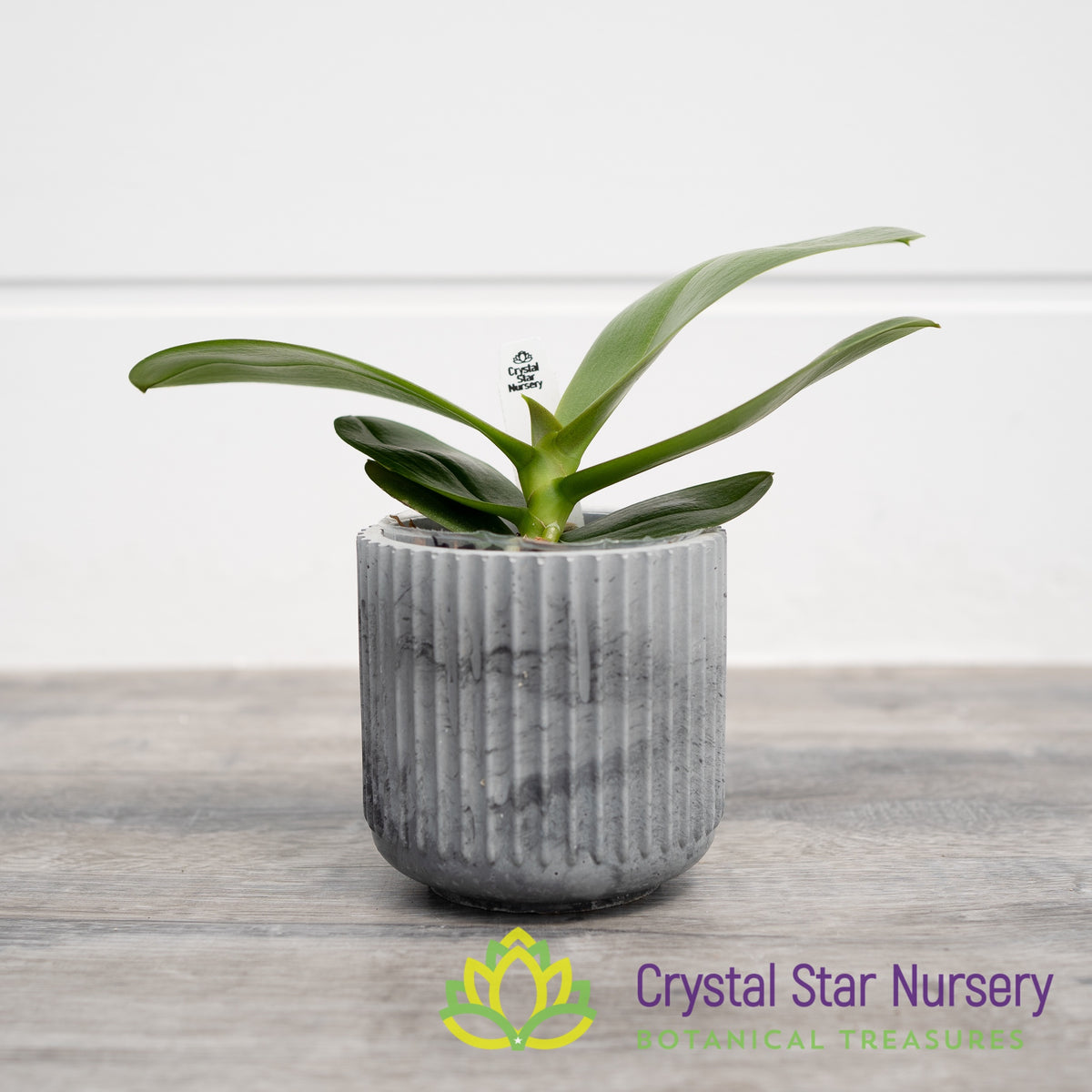 Phalaenopsis Tying Shin Smart (B8)