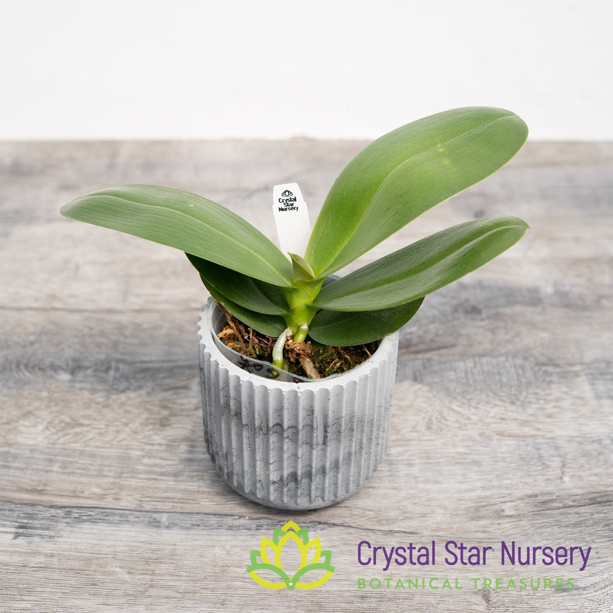 Phalaenopsis Tying Shin Smart (B8)