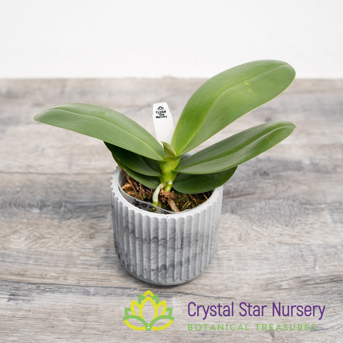 Phalaenopsis Tying Shin Smart (peloric) (B8)