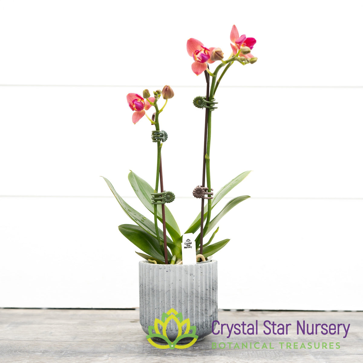 Phalaenopsis Tying Shin Smart (peloric) (B8)