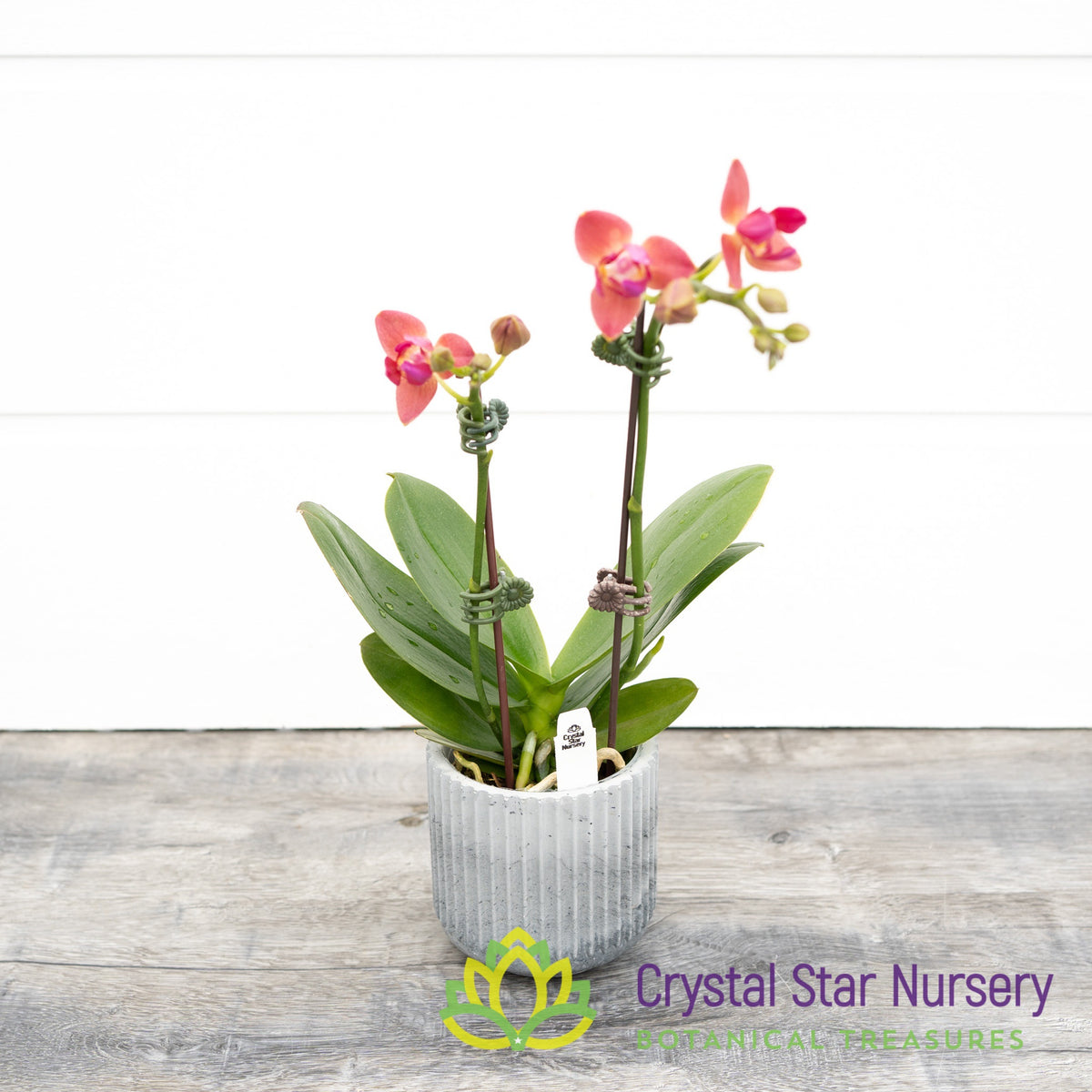 Phalaenopsis Tying Shin Smart (peloric) (B8)