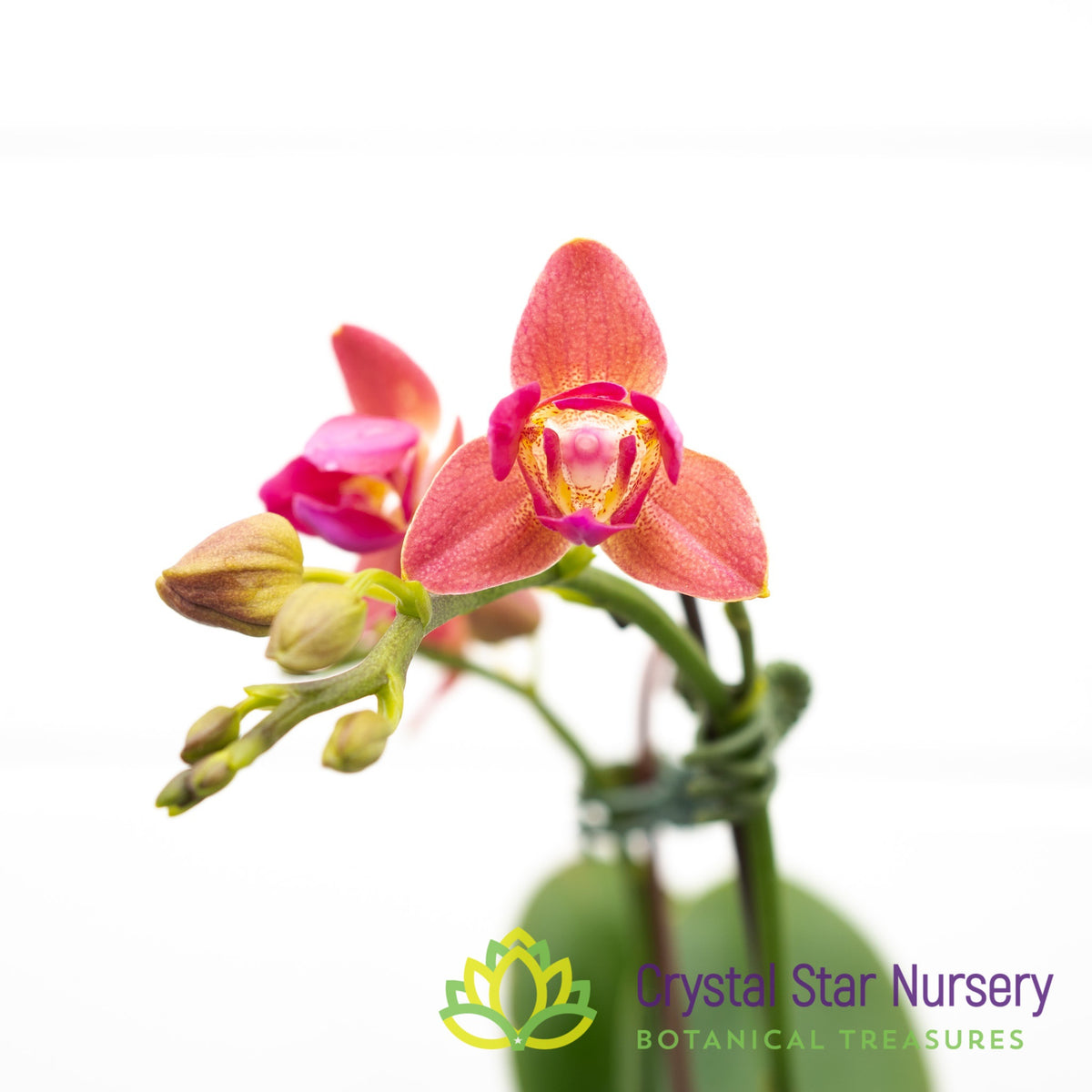 Phalaenopsis Tying Shin Smart (peloric) (B8)