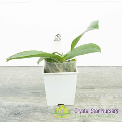 Phalaenopsis Yan's Double Diamond x LL Blue Magpie (YW08)