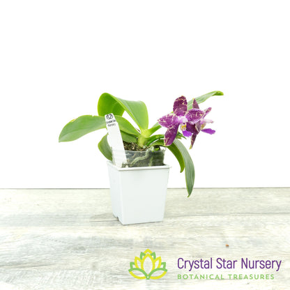 Phalaenopsis Yan's Double Diamond x LL Blue Magpie (YW08)