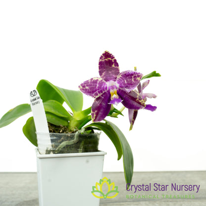 Phalaenopsis Yan's Double Diamond x LL Blue Magpie (YW08)