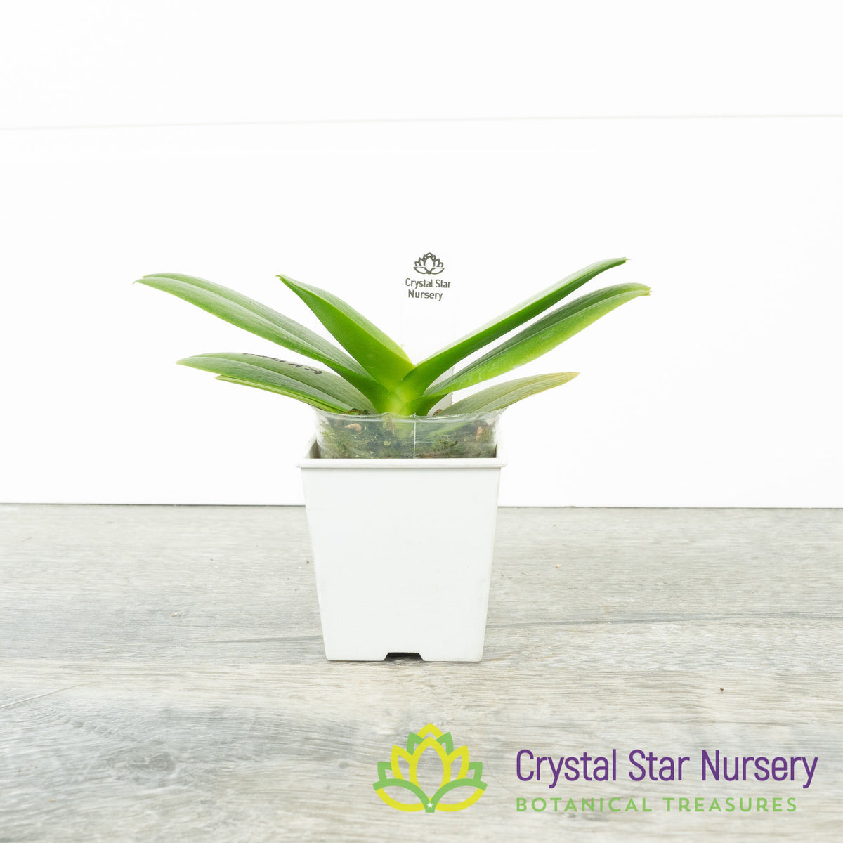 Phalaenopsis Yaphon Blue Bird x Samera &#39;FS&#39; (KK1209)