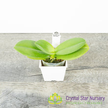 Phalaenopsis Yaphon Blue Bird x Samera 'FS' (KK1209)