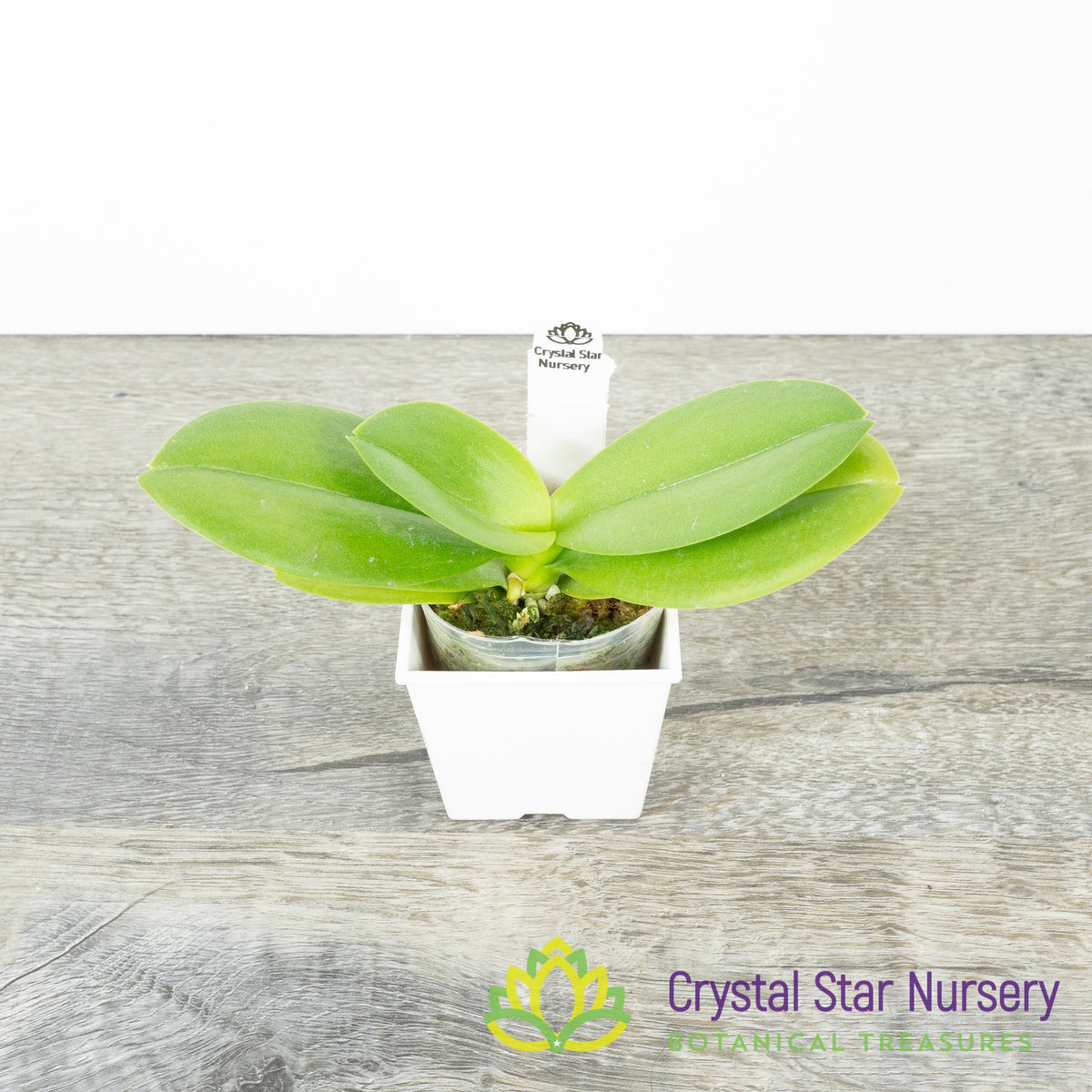 Phalaenopsis Yaphon Blue Bird x Samera &#39;FS&#39; (KK1209)