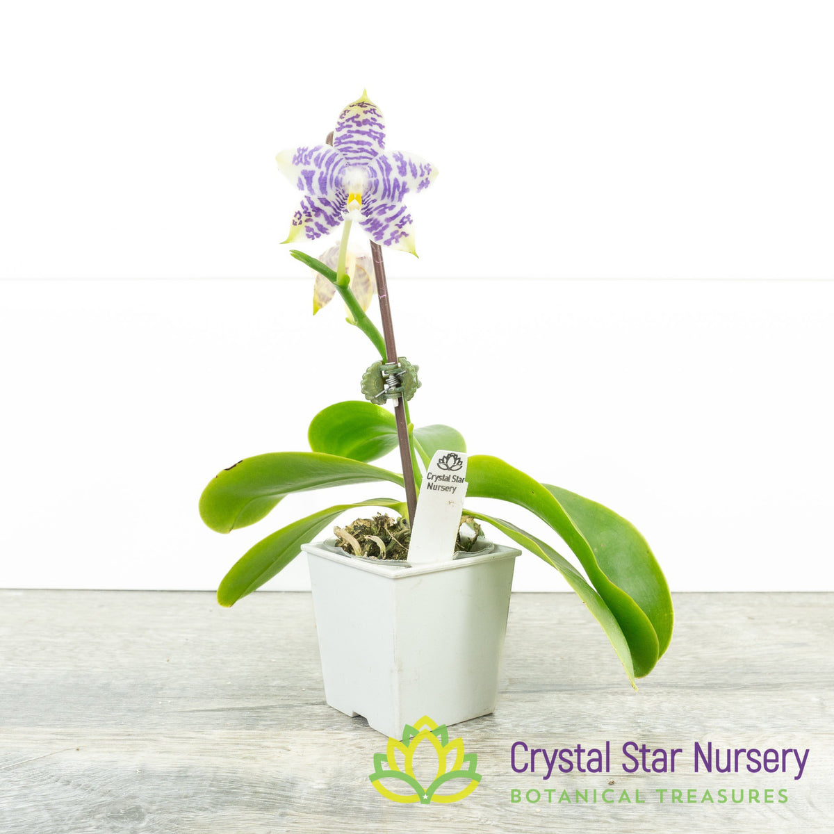 Phalaenopsis Yaphon Blue Jewel x Liolin Blue Peacock (3445)
