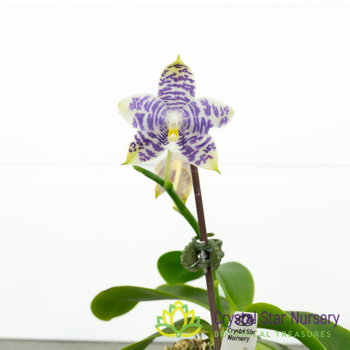 Phalaenopsis Yaphon Blue Jewel x Liolin Blue Peacock (3445)