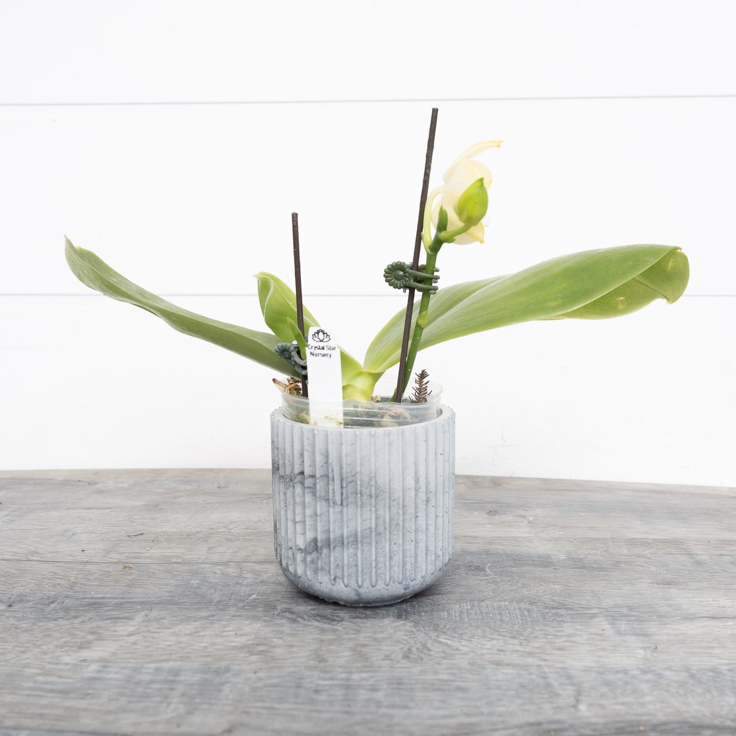 Phalaenopsis Yaphon Love Song 'Miro' (165)