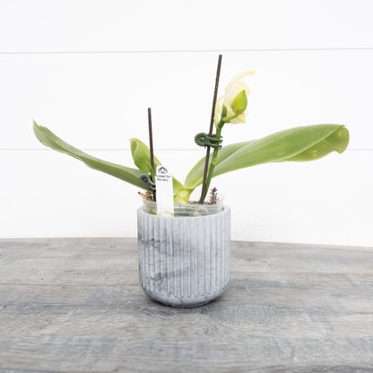 Phalaenopsis Yaphon Love Song 'Miro' (165)