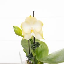 Phalaenopsis Yaphon Love Song 'Miro' (165)
