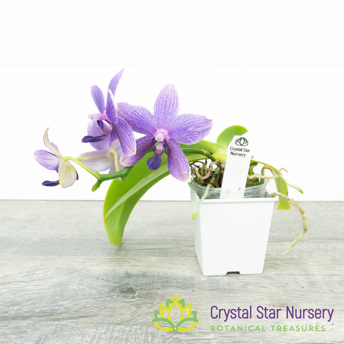 Phalaenopsis Yaphon Pool x LL Violet Line (3595)