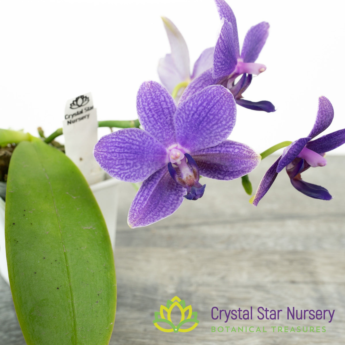Phalaenopsis Yaphon Pool x LL Violet Line (3595)