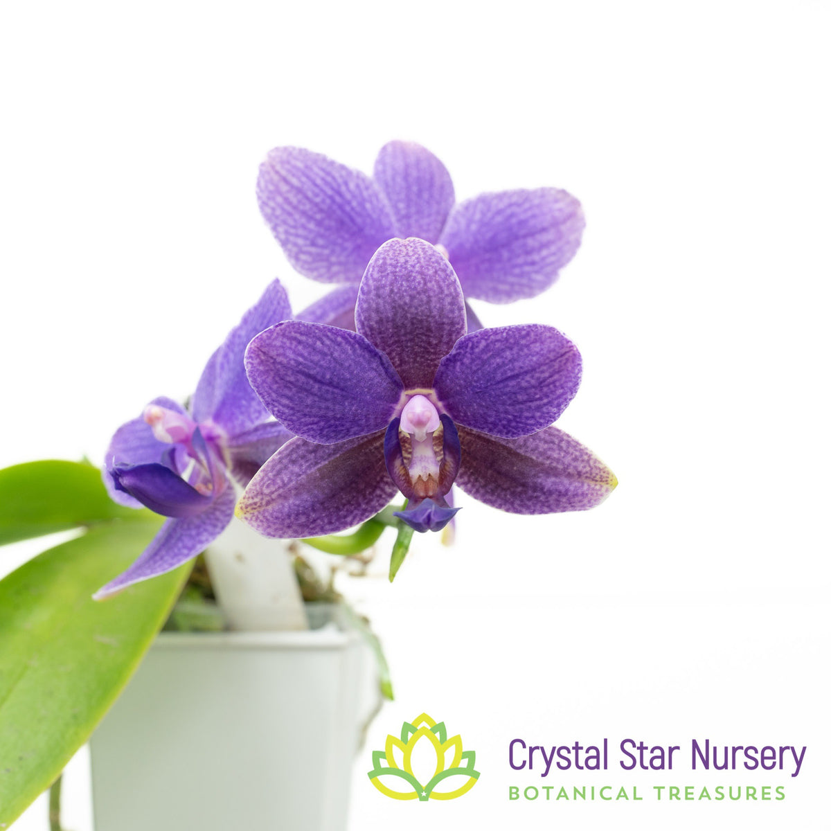 Phalaenopsis Yaphon Pool x LL Violet Line (3595)