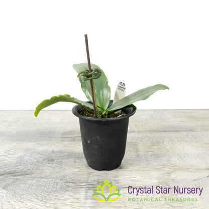 Phalaenopsis deliciosa