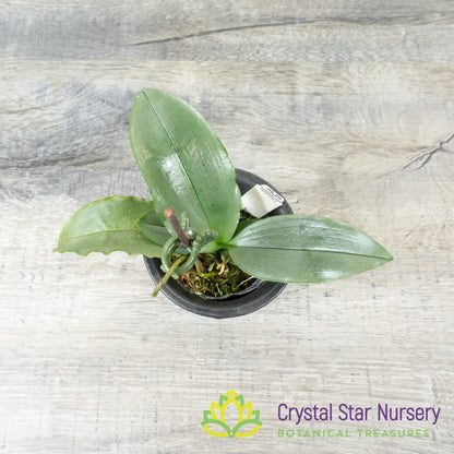 Phalaenopsis deliciosa