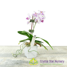 Phalaenopsis intermedia (51)