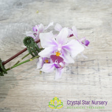 Phalaenopsis intermedia (51)
