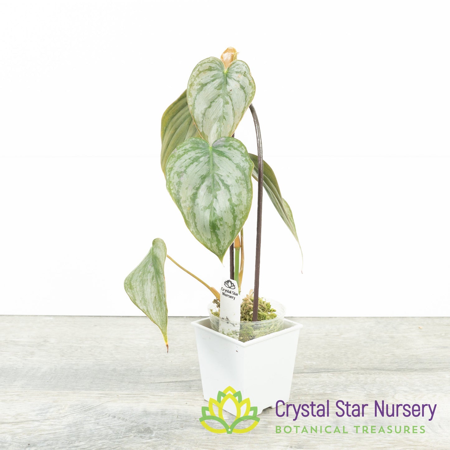 Philodendron Brandtianum