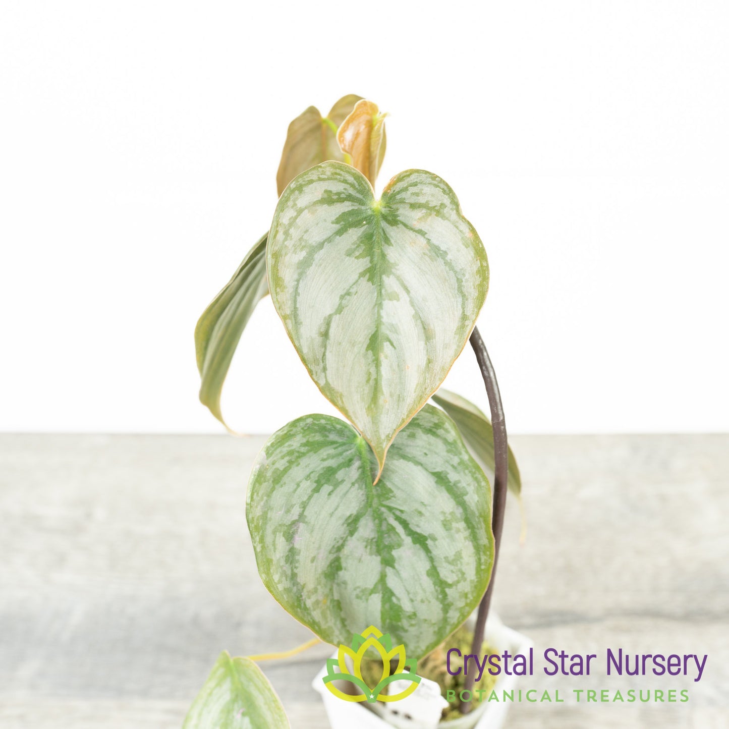Philodendron Brandtianum