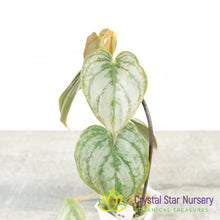 Philodendron Brandtianum